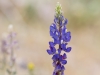 Coulter's Lupine