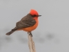 Vermilion Flycatcher