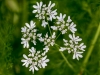 Cilantro flower