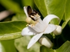 Orange tree flower