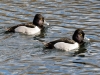 Ring-necked Duck