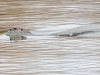 Northern River Otter