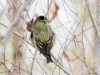 Lessser Goldfinch