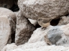 Rock Wren
