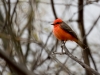 Vermilion Flycatcher