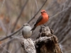 Vermilion Flycatcher