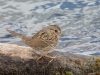 Song Sparrow