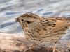 Song Sparrow