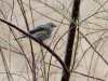 Yellow-rumped Warbler