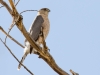 Cooper's Hawk