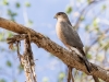 Cooper's Hawk