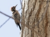 Ladder-backed Woodpecker