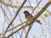 Western Bluebird
