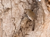 Bewick's Wren
