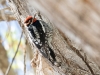 Red-naped Sapsucker
