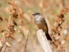 Say's Phoebe