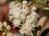 Seepwillow Flower