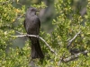 Phainopepla