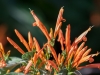 Mexican Honeysuckle