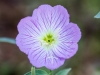 Showy Evening Primrose