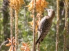 Gila Woodpecker