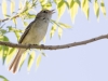 Bell's Vireo