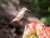Black-chinned Hummingbird