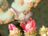 Black-chinned Hummingbird