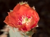Cactus Flower