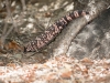 Gila Monster
