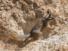 Cliff Chipmunk