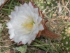 Easter Lily Cactus