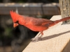 Northern Cardinal
