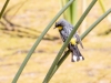 Yellow-rumped Warbler