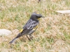 Yellow-rumped Warbler