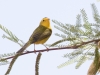 Wilson's Warbler