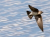 Northern Rough-winged Swallow