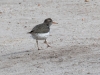 Spotted Sandpiper