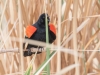 Red-winged Blackbird