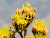 Goldenflower Century Plant