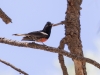 Painted Redstart