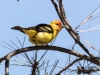 Western Tanager
