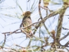 Western Tanager