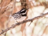 Black-throated Gray