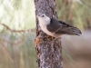 White-breasted Nuthatch