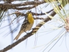 Grace's Warbler
