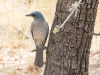 Mexican Jay