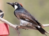 Acorn Woodpecker