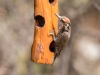 Arizona Woodpecker