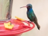 Broad-billed Hummingbird